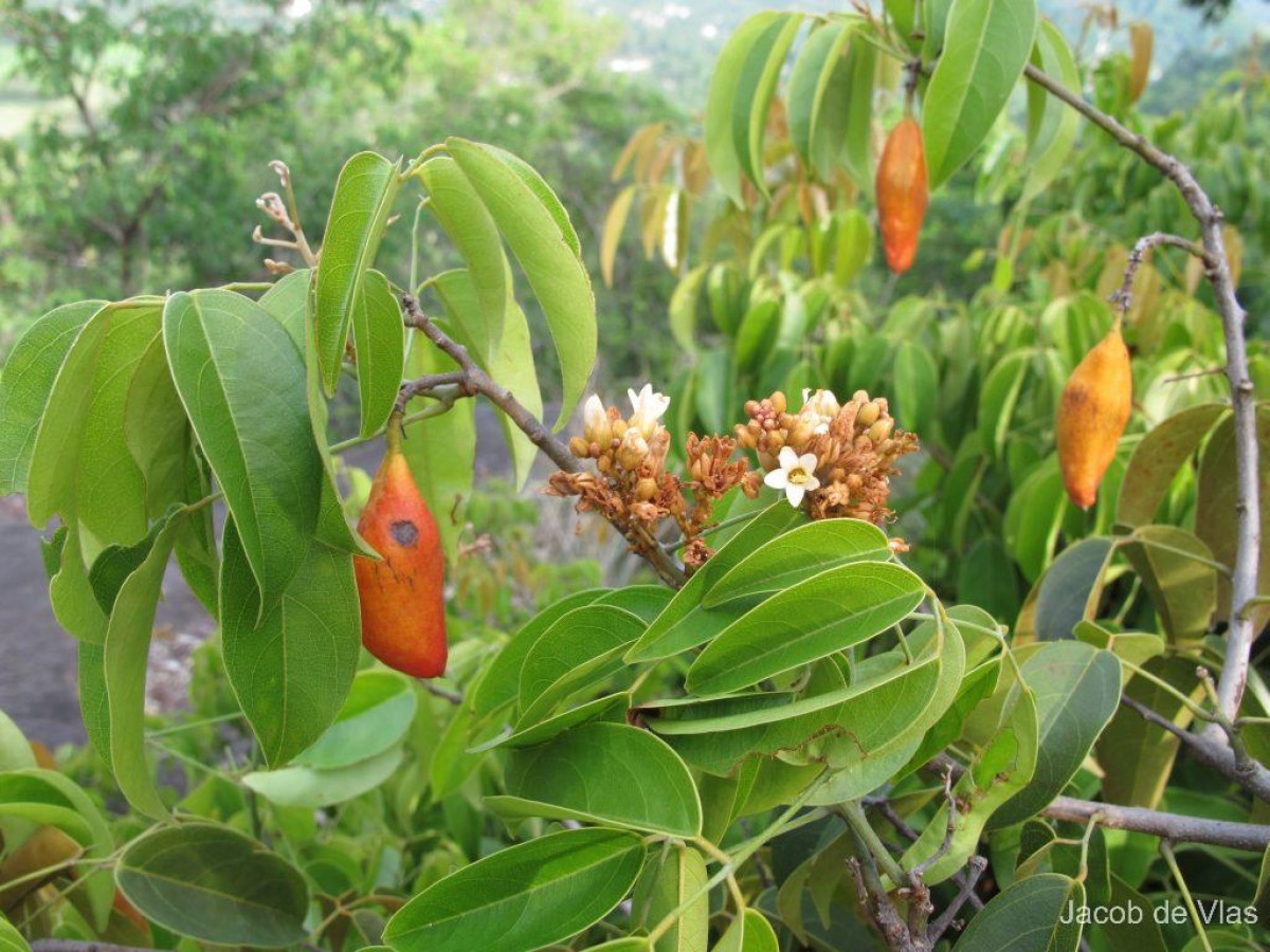 Connarus monocarpos L.